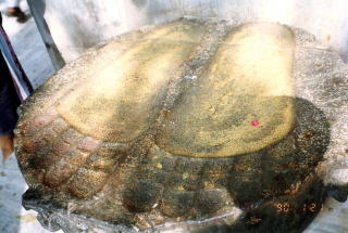 �C���h�u�b�_�K��������